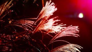 Preview wallpaper grass, light, blur, macro