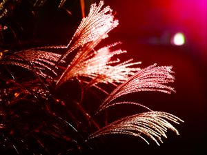 Preview wallpaper grass, light, blur, macro