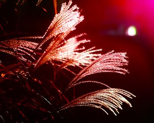 Preview wallpaper grass, light, blur, macro