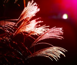 Preview wallpaper grass, light, blur, macro