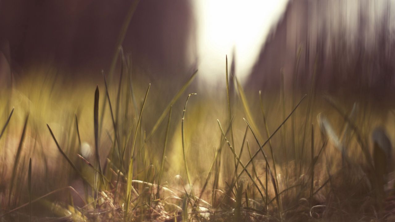 Wallpaper grass, light, bright, background