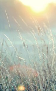 Preview wallpaper grass, light, bright, nature