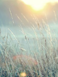 Preview wallpaper grass, light, bright, nature