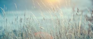 Preview wallpaper grass, light, bright, nature