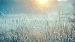 Preview wallpaper grass, light, bright, nature