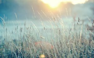 Preview wallpaper grass, light, bright, nature