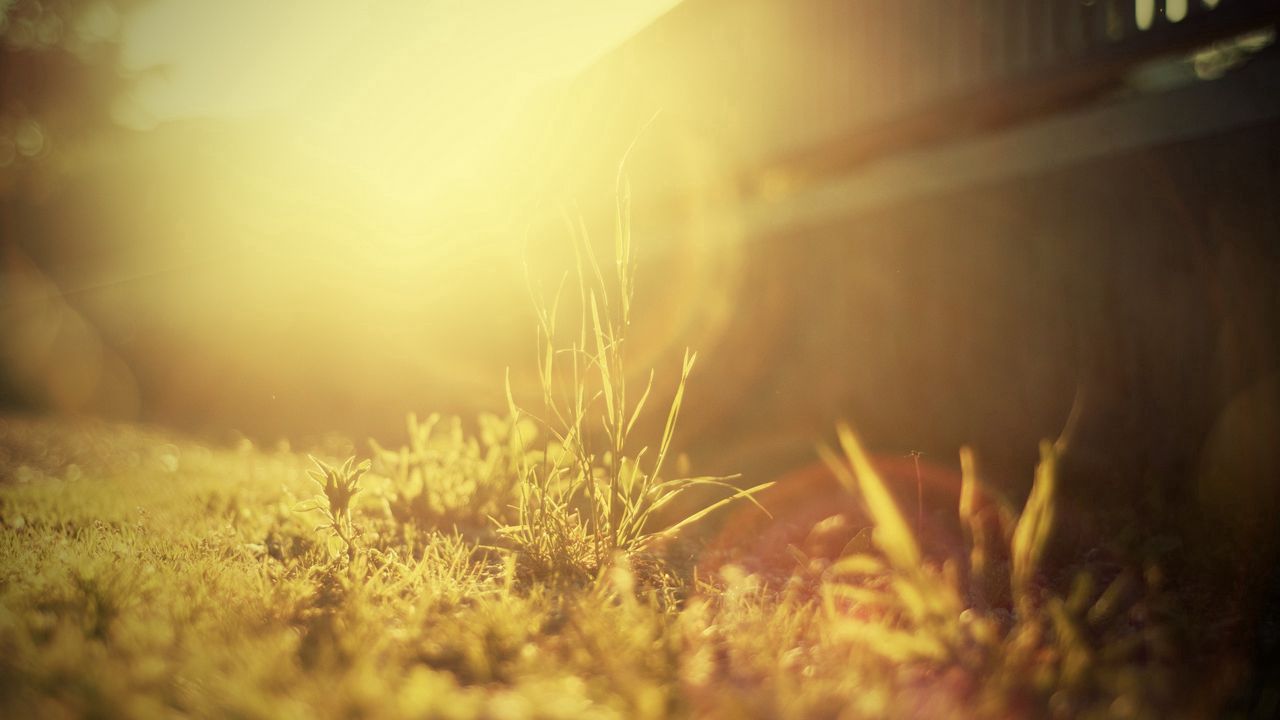 Wallpaper grass, light, bright, sunny