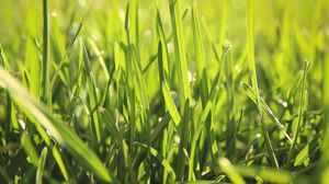 Preview wallpaper grass, light, field, summer