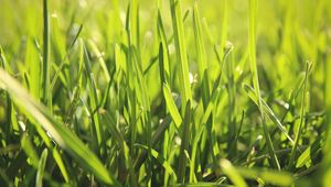 Preview wallpaper grass, light, field, summer