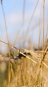 Preview wallpaper grass, light, focus, macro