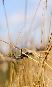 Preview wallpaper grass, light, focus, macro