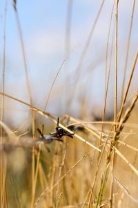 Preview wallpaper grass, light, focus, macro