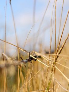 Preview wallpaper grass, light, focus, macro