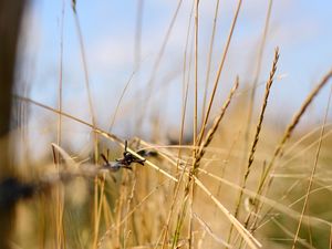 Preview wallpaper grass, light, focus, macro