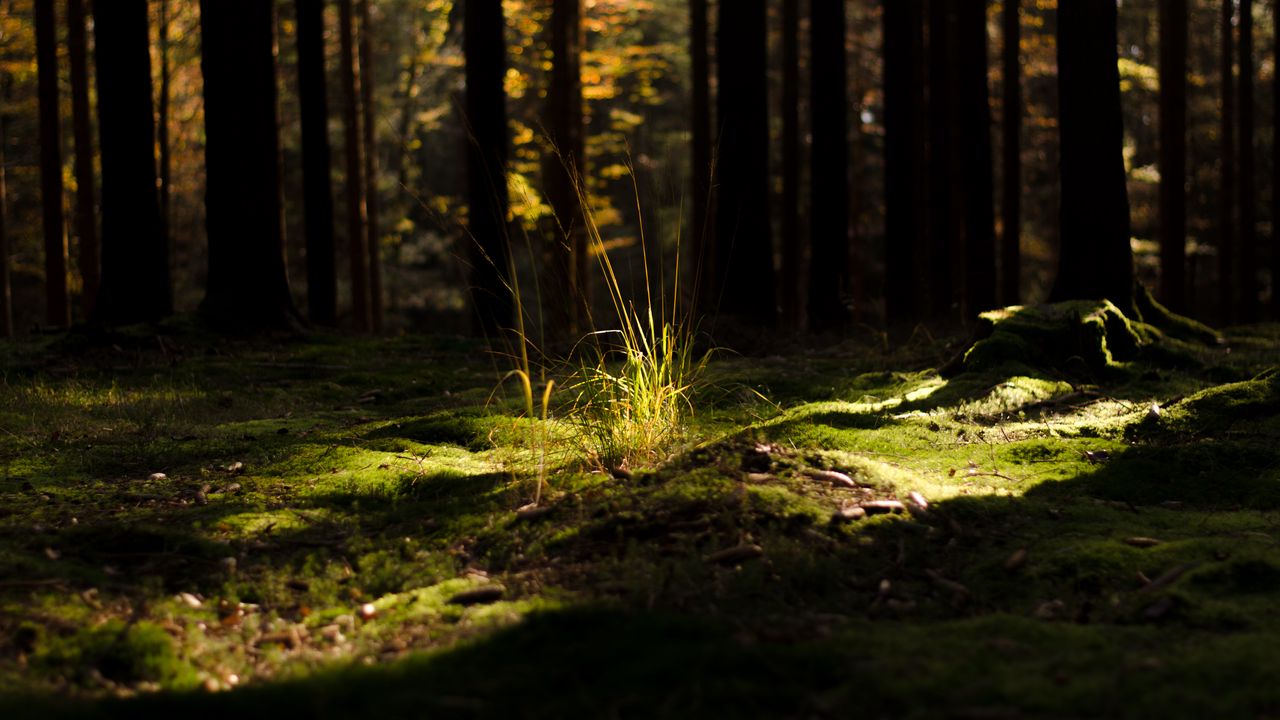 Wallpaper grass, light, forest, nature