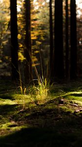 Preview wallpaper grass, light, forest, nature