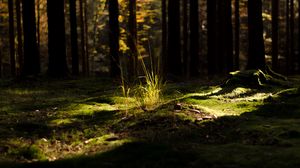 Preview wallpaper grass, light, forest, nature