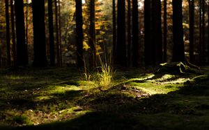 Preview wallpaper grass, light, forest, nature