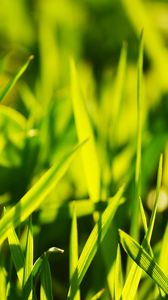 Preview wallpaper grass, light, glare