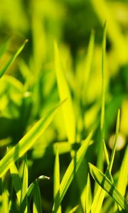 Preview wallpaper grass, light, glare