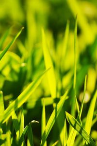 Preview wallpaper grass, light, glare