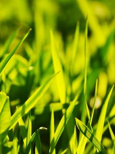 Preview wallpaper grass, light, glare