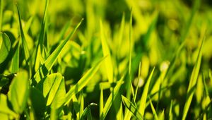 Preview wallpaper grass, light, glare