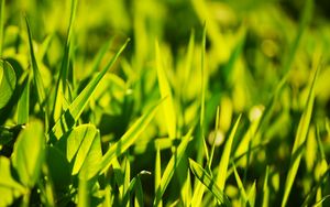 Preview wallpaper grass, light, glare