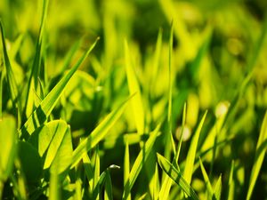 Preview wallpaper grass, light, glare