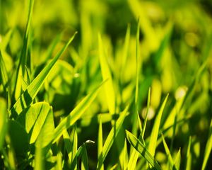 Preview wallpaper grass, light, glare