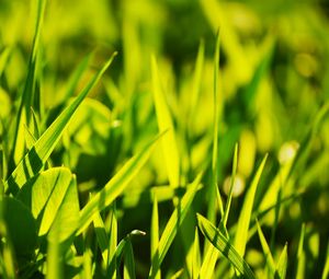 Preview wallpaper grass, light, glare