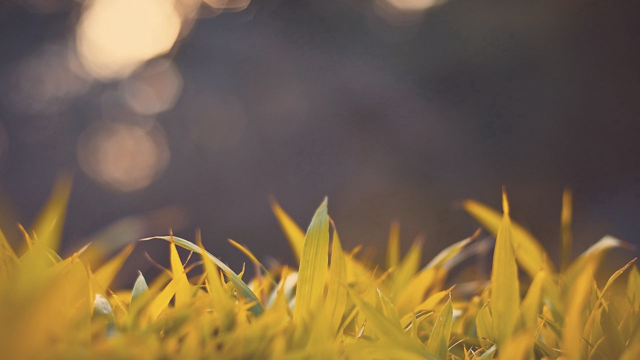 Wallpaper grass, light, glare, bright