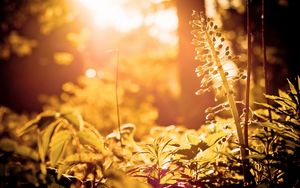 Preview wallpaper grass, light, glare, bright