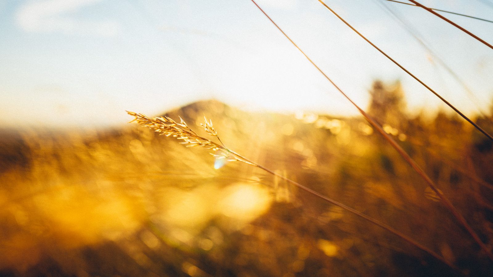 1600x900 Wallpaper grass, light, hill, blur