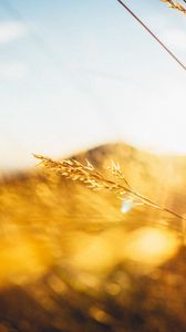 Preview wallpaper grass, light, hill, blur