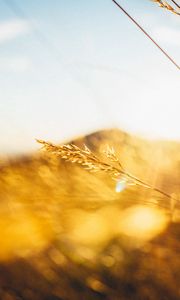 Preview wallpaper grass, light, hill, blur