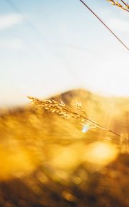 Preview wallpaper grass, light, hill, blur