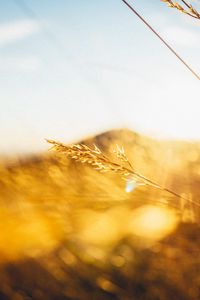 Preview wallpaper grass, light, hill, blur