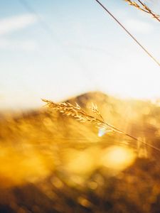 Preview wallpaper grass, light, hill, blur