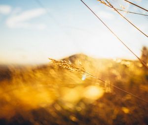 Preview wallpaper grass, light, hill, blur