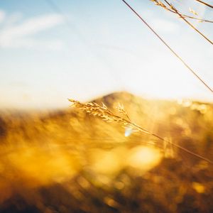 Preview wallpaper grass, light, hill, blur