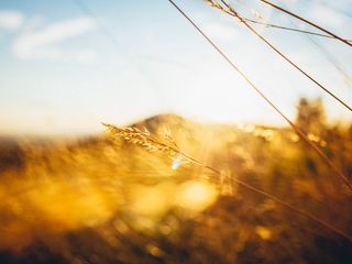 320x240 Wallpaper grass, light, hill, blur