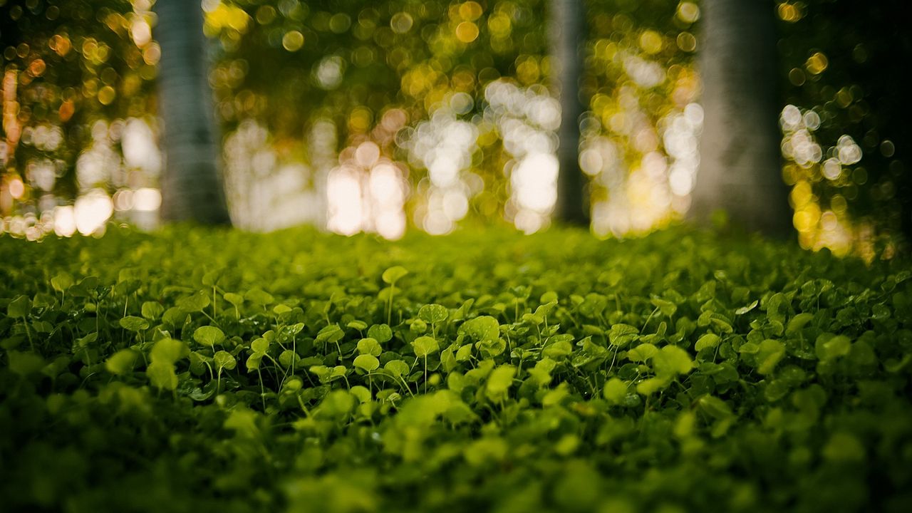 Wallpaper grass, light, nature, leaves