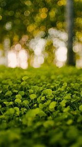 Preview wallpaper grass, light, nature, leaves