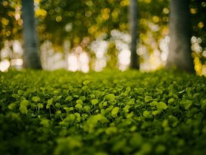 Preview wallpaper grass, light, nature, leaves