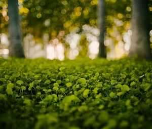 Preview wallpaper grass, light, nature, leaves