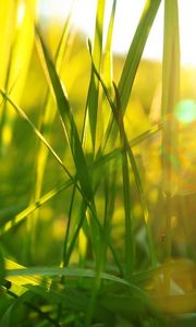 Preview wallpaper grass, light, plant
