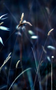 Preview wallpaper grass, light, plant