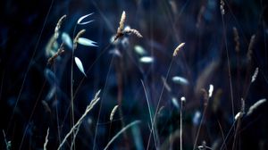 Preview wallpaper grass, light, plant