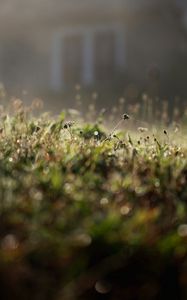 Preview wallpaper grass, light, plant